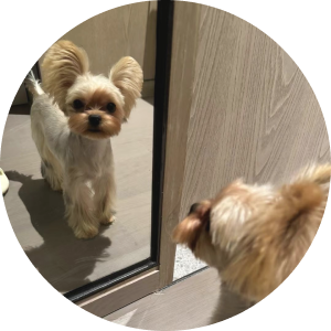 Happy pet with Pemi app